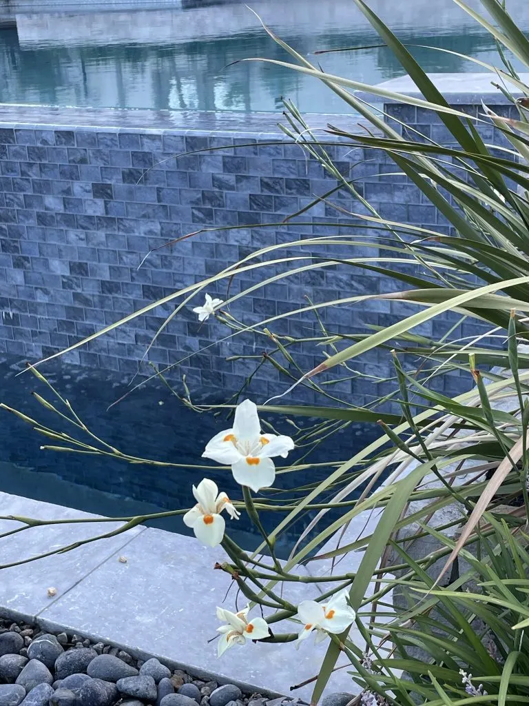 iris landscaping around pool glass tile spa