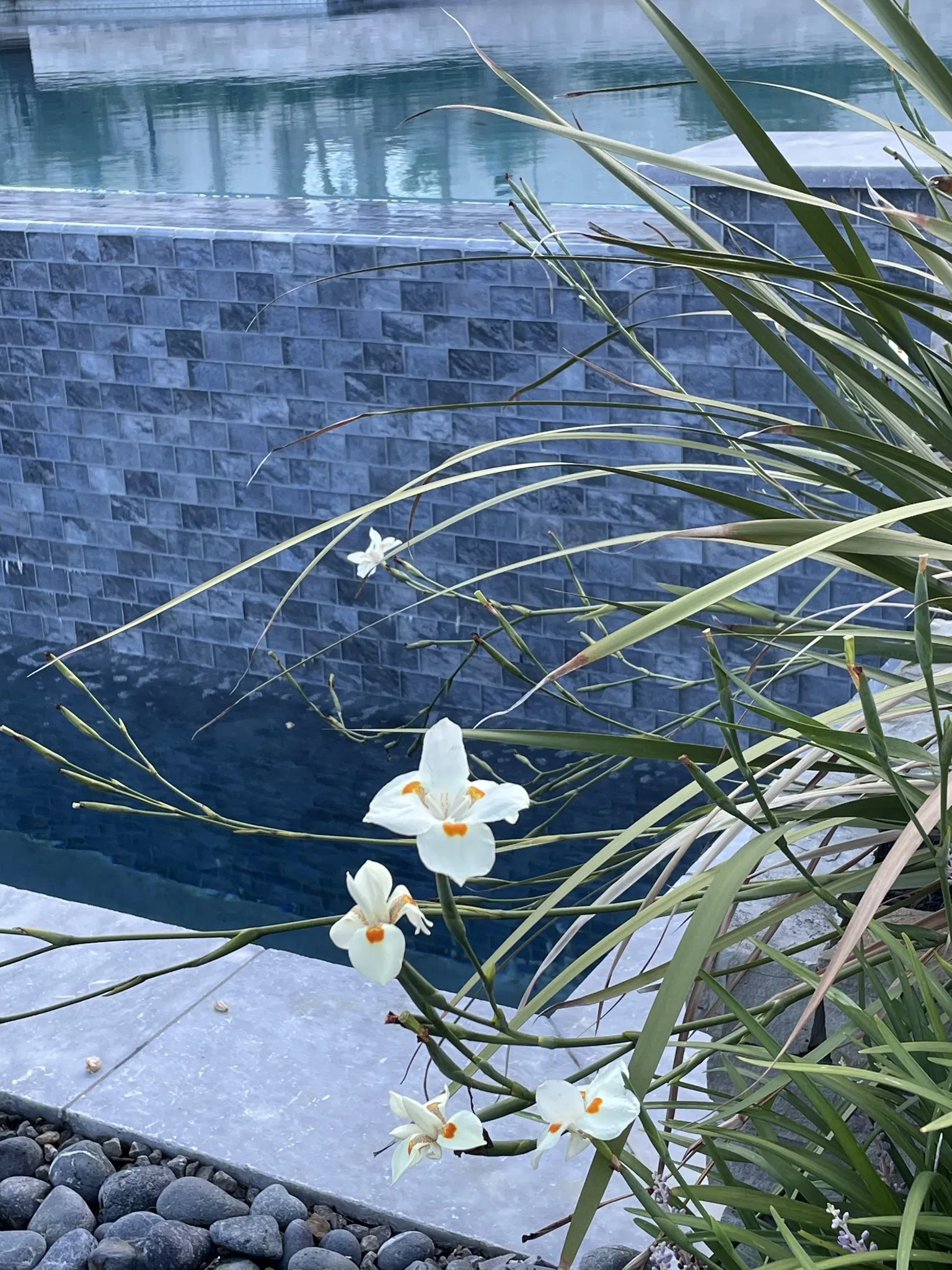 cheap custom pools Fulshear Houston Katy Cypress TX